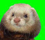 Ferret Pic